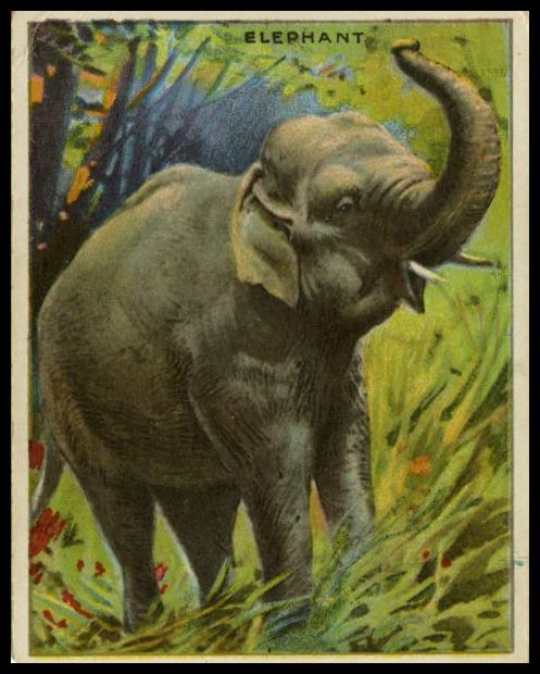 24 Elephant